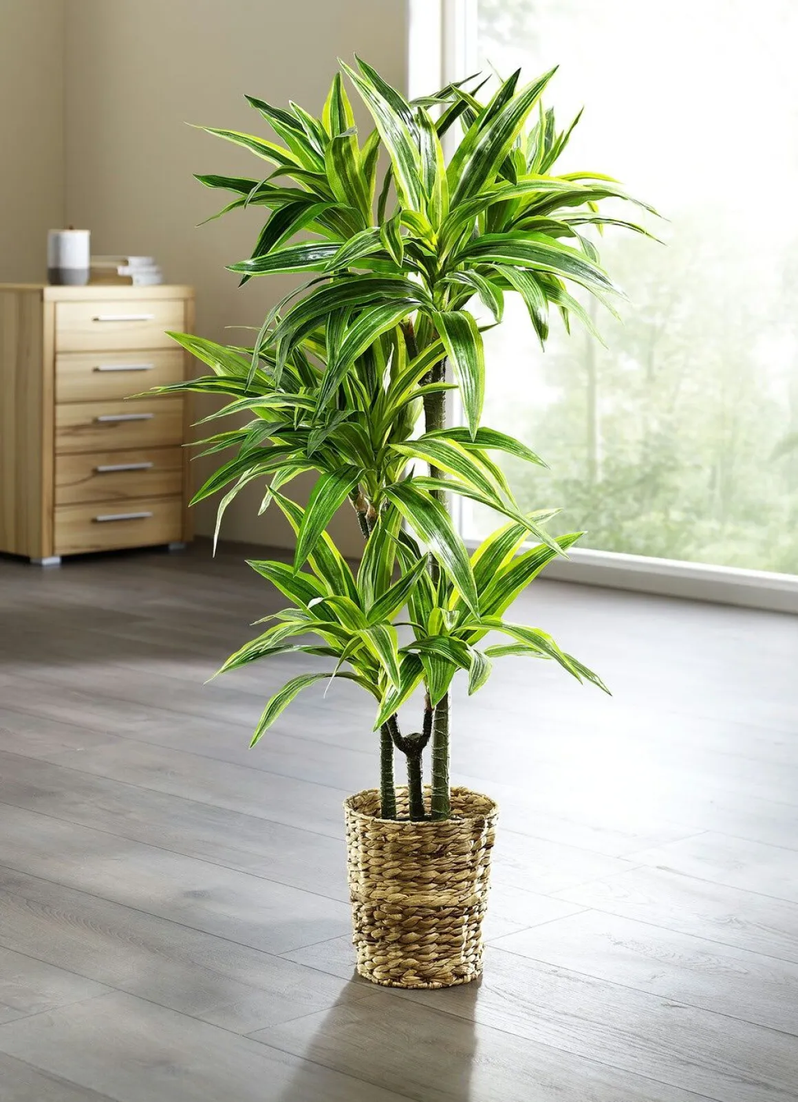 Dracena-Reflexa-Palme