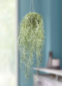 Naturgetreuer Mooshänger