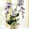 Orchidee im Topf