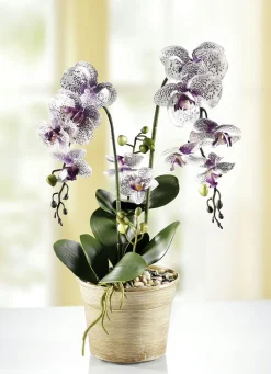 Orchidee im Topf