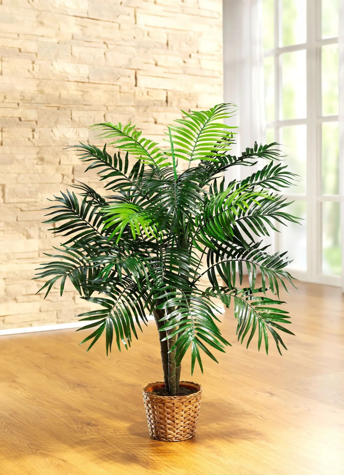 Palme im Topf