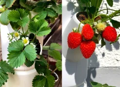 Pflanz-System Sissi Strawberry