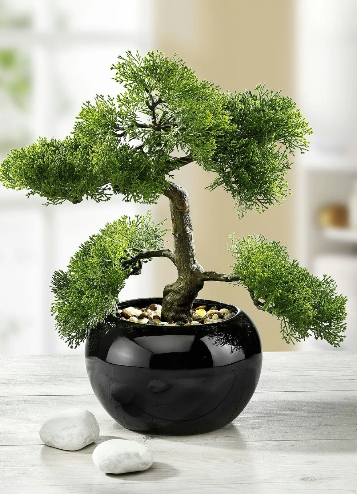 Zypressen-Bonsai im Topf